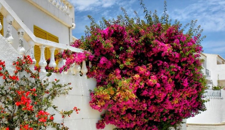 Property Rentals Algarve