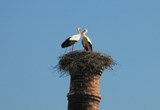 Vogelbeobachtung an der Algarve!