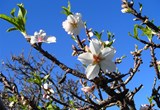 Almond Trees in blossom