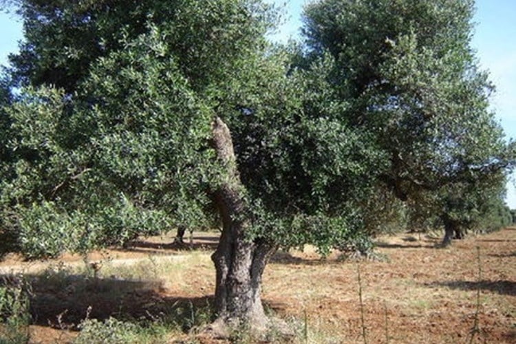 Olive Oil from Portugal