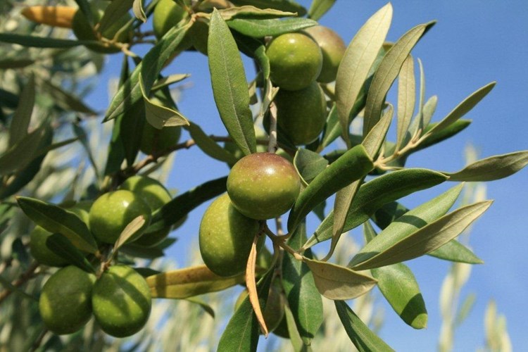 Olivenöl aus Portugal überzeugt Olivenöl-Liebhaber!