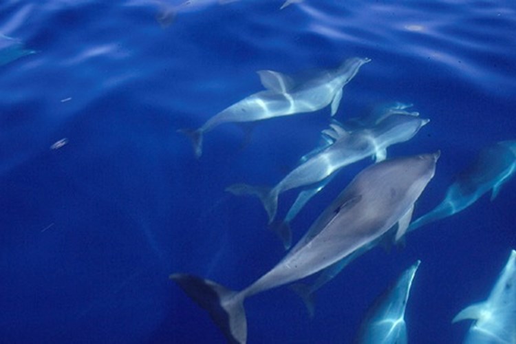 Dolphins in the algarve