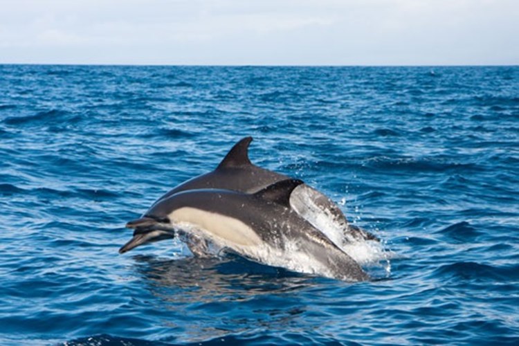 Dolphins in the algarve